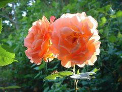 roses ducourt8.jpg